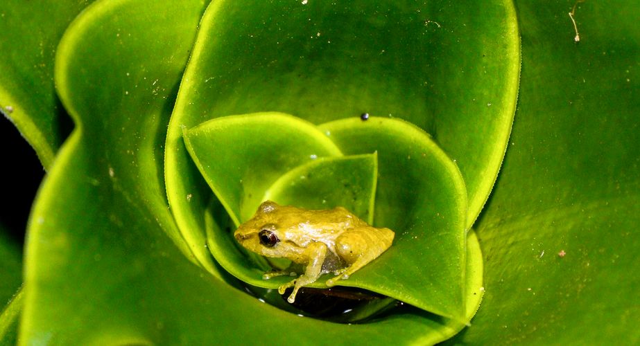 Kikkertje bij Monteverde